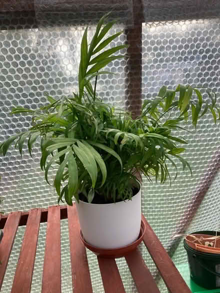 Photo of free Indoor Pot Plant M/head River Area (windsor-maidenhead-freegle CGA SL6) #1