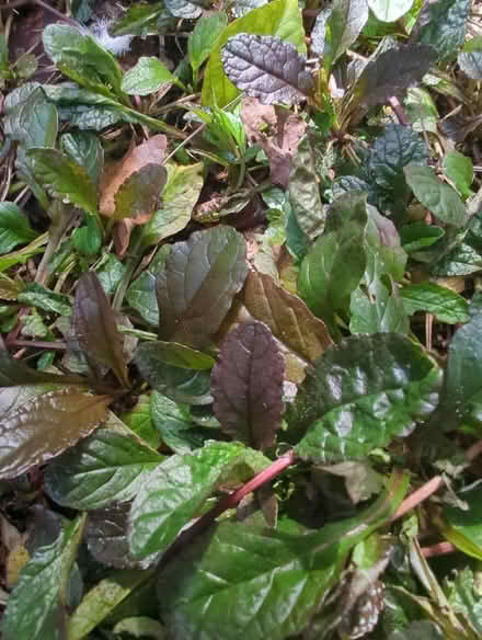 Photo of free Ajuga - ground cover for shade. (Bussage GL6) #1