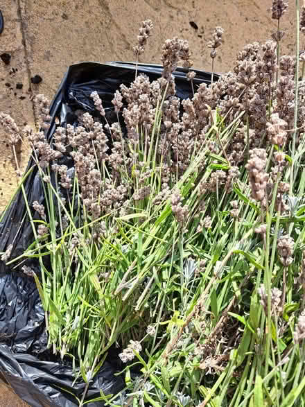 Photo of free Lavender (Gadebridge HP1) #1