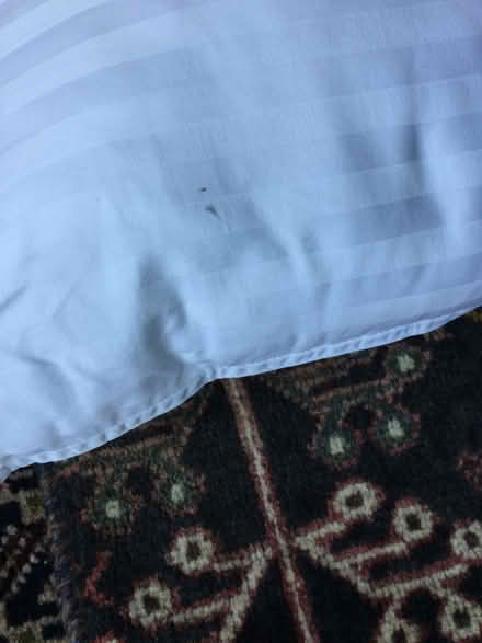 Photo of free Cushion 33x46 cm (Summertown OX2) #2