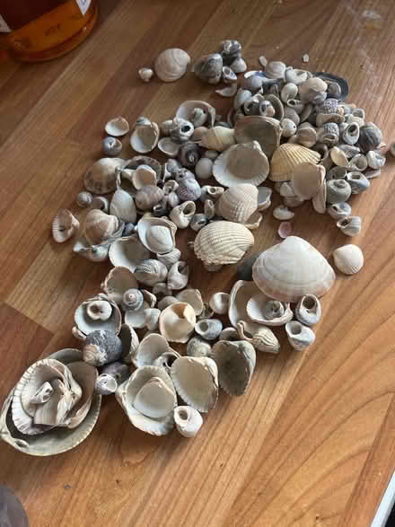 Photo of free Bag of shells (Broadwater SG2) #1