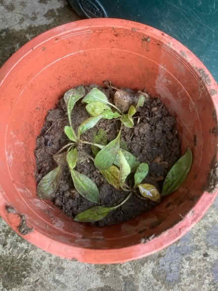 Photo of free Evening primrose (Worlds End Burgess Hill) #2
