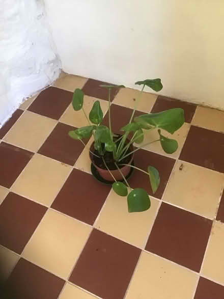 Photo of free Chinese Money plants (Wescott RG40) #1