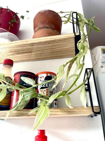 Photo of free Plant In pot (Littlemore OX4) #2