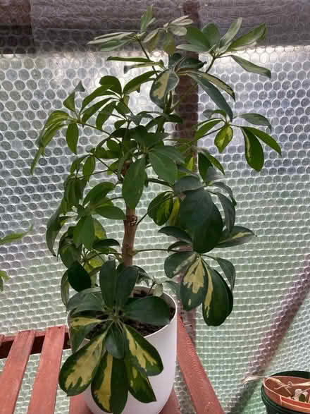 Photo of free Indoor pot plant, M.head River Area (windsor-maidenhead-freegle CGA SL6) #1