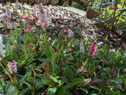 Photo of free Persicaria /bistorta easy ground cover plants, fine in shade (Bussage GL6) #1