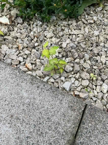 Photo of free Perennial shrub seedlings (LE67 Bagworth) #1