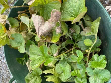 Photo of free Plants for pond or marginals (Sedbergh LA10) #4