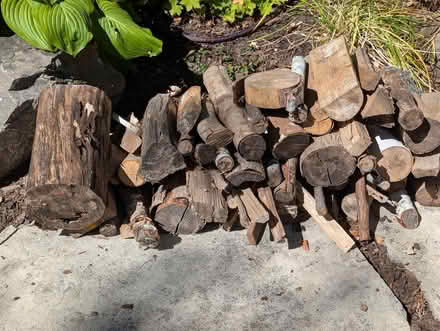 Photo of free Firewood (Champlain Park) #3