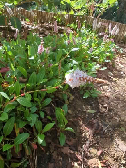 Photo of free Persicaria /bistorta easy ground cover plants, fine in shade (Bussage GL6) #2