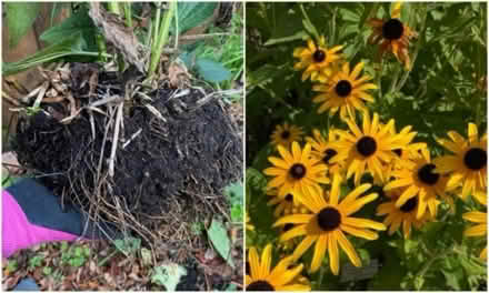 Photo of free Black-eyed Susans (Greenwood) #1