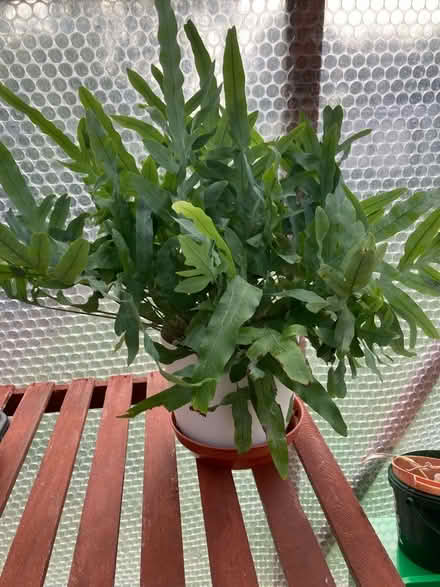 Photo of free Indoor Pot Plants M/head Ricer Area (windsor-maidenhead-freegle CGA SL6) #1