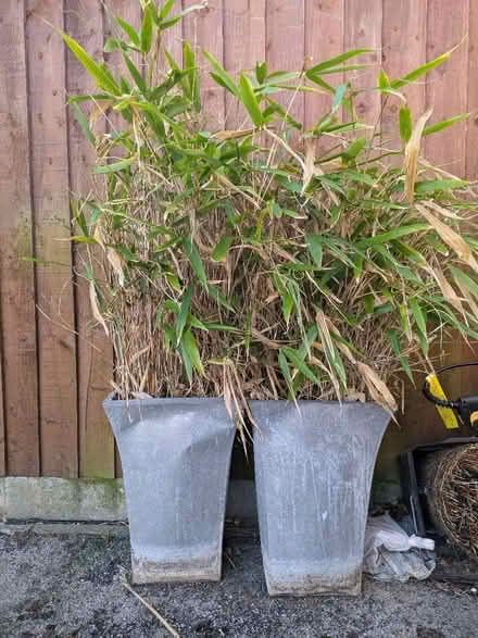Photo of free 2 x Bamboo plants in aluminium pots (Felixstowe IP11) #1