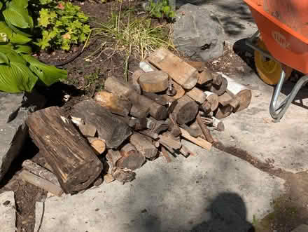 Photo of free Firewood (Champlain Park) #1