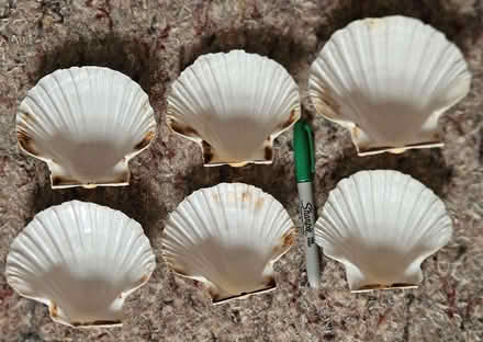 Photo of free Six Scallop shells (Clevedon BS21) #2