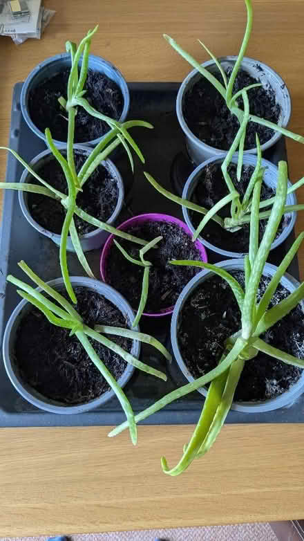 Photo of free Aloe Vera plants (Caldy Valley CH3) #1