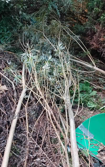 Photo of free willow whips fresh (Southport PR9) #1