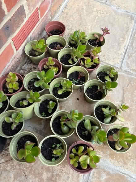 Photo of free One Jade plant per person - collection Saturday (Buggs Bottom RG4) #1