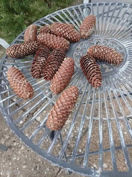 Photo of free Pine cones (Coates GL7) #1