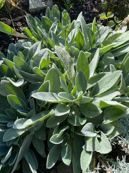 Photo of free Lambs Ear Plant (Waltham Abbey EN91) #1