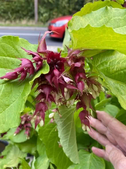 Photo of free Perennial shrub seedlings (LE67 Bagworth) #3