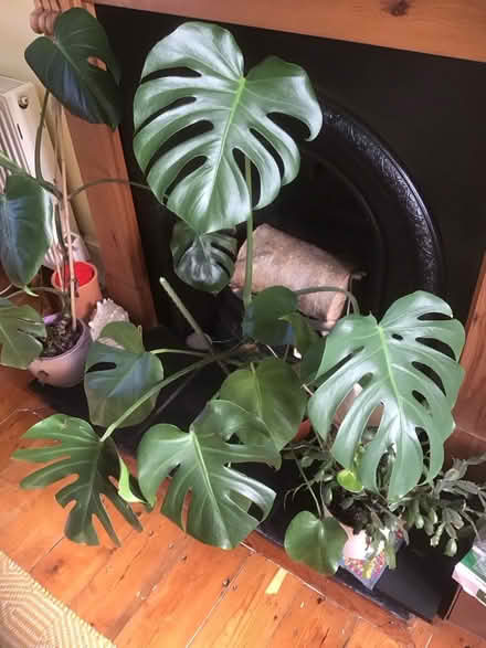 Photo of free Swiss cheese plant (Wescott RG40) #1