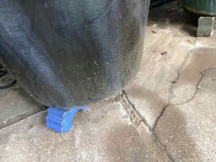 Photo of free Hosta plant. In large pot (Harrogate HG2) #1