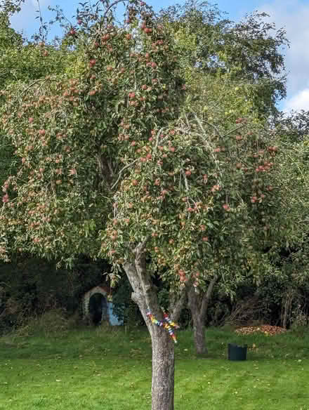 Photo of free Apples and Pears (LU7 3PH) #1