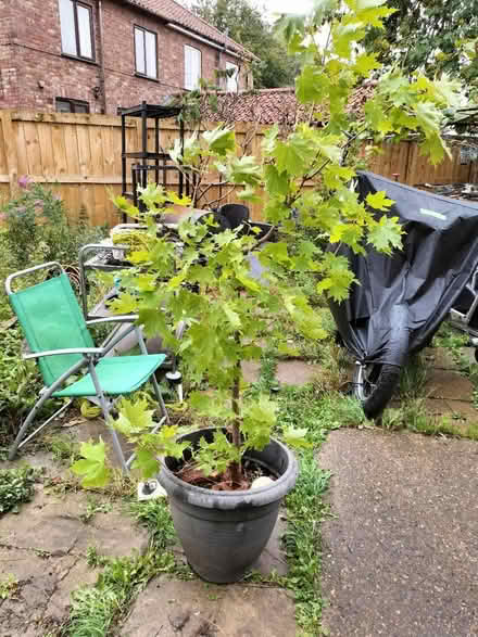 Photo of free Norwegian maple tree (kilham) #1
