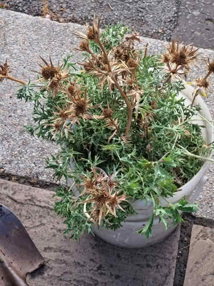 Photo of free Sea thistle (Gracemount EH16) #1