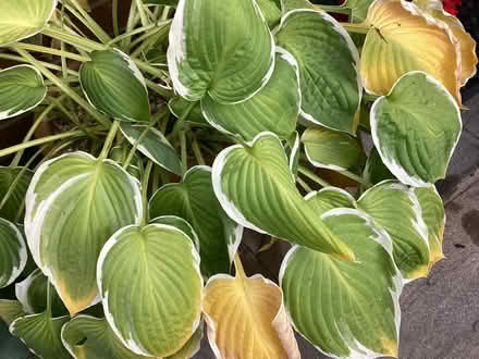 Photo of free Hosta plant. In large pot (Harrogate HG2) #2