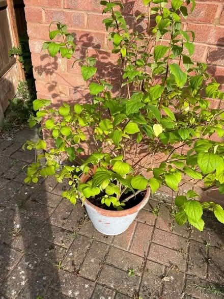 Photo of free Philadelphus, Mock Orange (CT1) #1