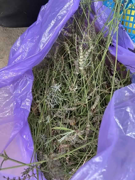 Photo of free Big bag of lavender (Amersham Common HP7) #1