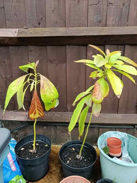 Photo of free Avocado plants (OX3 Wood Farm) #1
