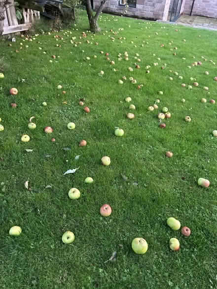Photo of free Windfall cooking apples (Matlock DE4) #1