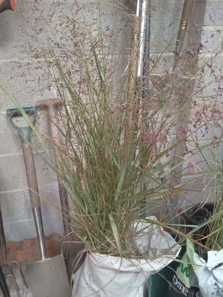 Photo of free Ornamental grass Panicum virgatum (Kingswood BS15) #3