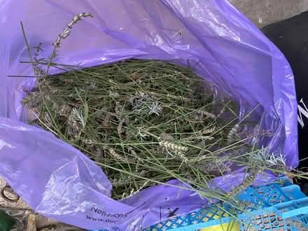 Photo of free Big bag of lavender (Amersham Common HP7) #2