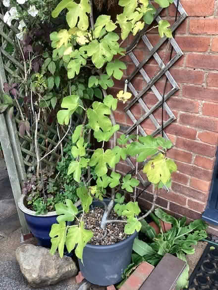 Photo of free Fig plant in plastic pot (Harrogate HG2) #1