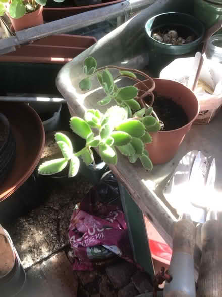 Photo of free Indoor plants (Wescott RG40) #2