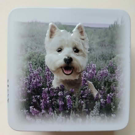 Photo of free Small Westie Tin (Witham CM8) #1