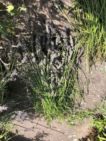 Photo of free Lavender (Packsaddle BA11) #1