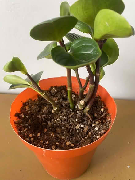 Photo of free Peperomia (Bransholme HU7) #1
