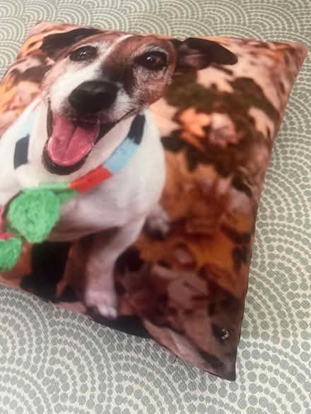 Photo of free Jack Russell cushion (St Margarets TW1) #2