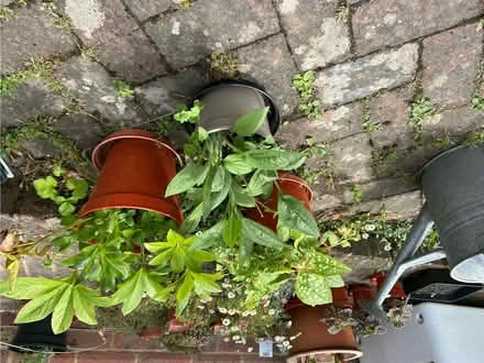 Photo of free Blue Irises and Large Hellebores (The Folders Lane Estate RH15) #1