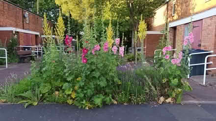 Photo of free Hollyhock seeds (Hockley Port B18) #1