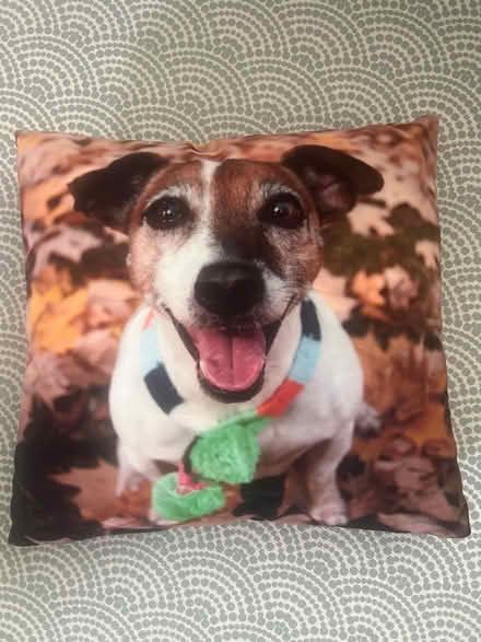 Photo of free Jack Russell cushion (St Margarets TW1) #1