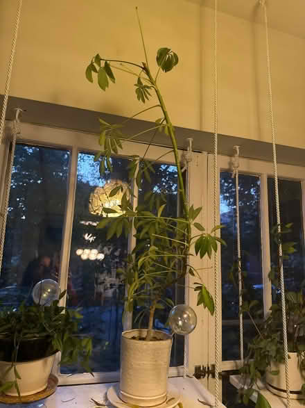 Photo of free Save this plant (Dempster east of Ridge) #1