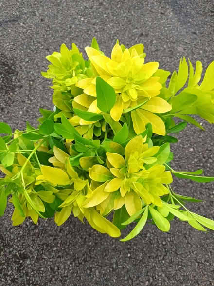 Photo of free Yellow leaved choisya (Hockley Port B18) #1