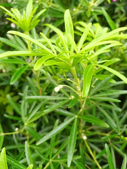 Photo of free Green choisya cuttings (Hockley Port B18) #1