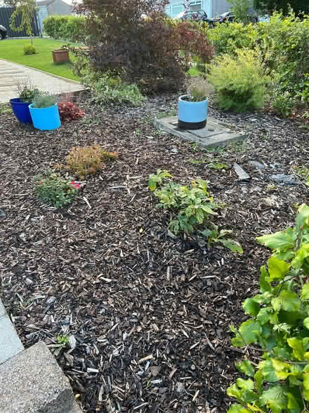 Photo of free Bark (Newton Mearns G77) #1